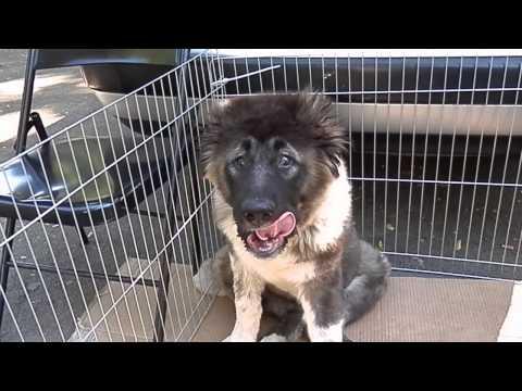 МОЩНЫЙ ЩЕНОК КАВКАЗСКОЙ ОВЧАРКИ Caucasian Shepherd Puppy.Odessa.