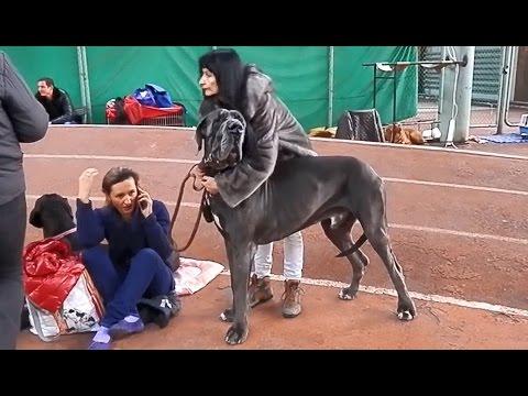 Ого! Огромный Немецкий дог на выставке собак. A Huge Great Dane Выставка собак.  Odessa