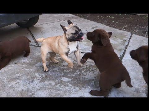 Весёлая компания. Щенки лабрадора 1.5 месяцев. Funny Company. Puppies Labrador 1.5 Months.