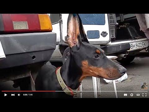 САМЫЕ ДЛИННЫЕ УШИ.Very Long Ears. Щенок добермана 3.5 мес.Odessa.