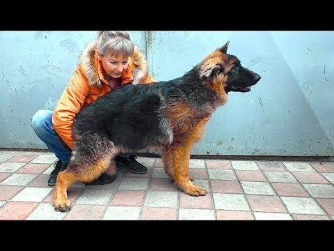 Щенок длинношерстной Немецкой овчарки Дакар. Puppy Long-haired German Shepherd Dakar.