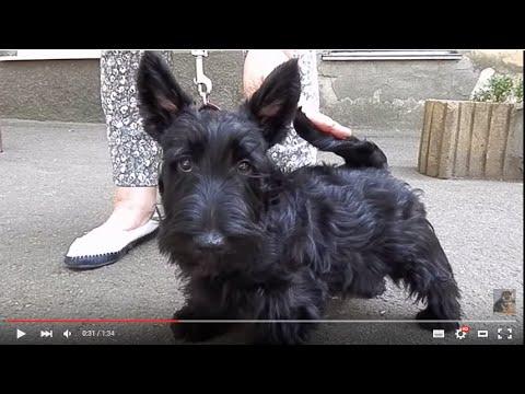 ШАРМИ - ЩЕНОК КОНФЕТКА. Скотч-терьер 3 мес.Scottish Terrier.Odessa.