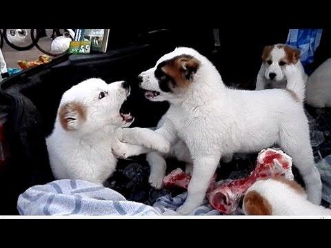 Маленькие злючки. Щенки АЛАБАЯ. The Alaba Puppies. Odessa.