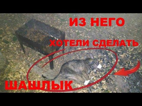 ИЗ ЩЕНКА СДЕЛАЛИ БЫ ШАШЛЫК ЕСЛИ БЫ НЕ ЭТОТ МУЖЧИНА