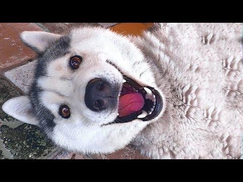 Ну очень СМЕШНАЯ Тина. Сибирская Хаски 2 года. Very Funny Siberian Husky Tina.