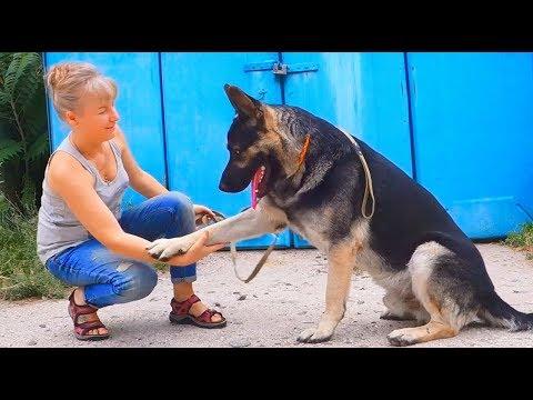 Ещё ЩЕНОК. Восточно европейская овчарка. Baby. East European Shepherd.