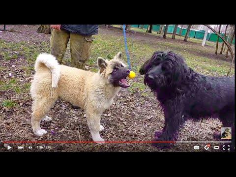 УШАСТОЕ ЧУДО.Eared Wonder.Американская акита и Ризеншнауцер.American Akita.Odessa.