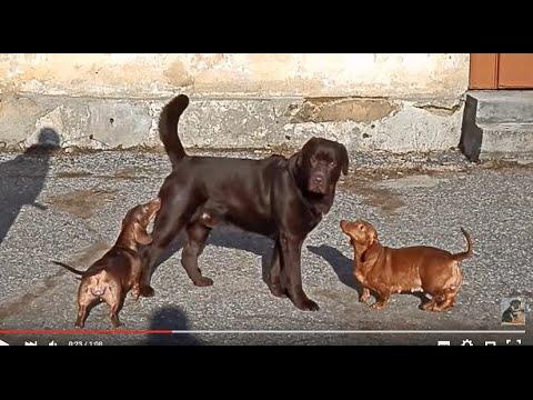 ТАКСЯЧИЙ ДОСМОТР.Шоколадный лабрадор Кевин и таксы.Chocolate Labrador.Odessa.