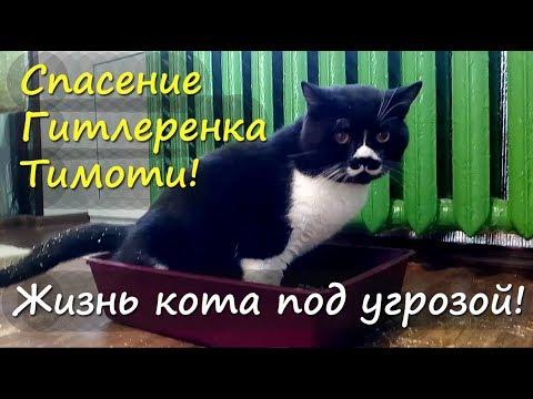 Кот не может пописать: МОЧЕКАМЕННАЯ БОЛЕЗНЬ у кота. Спасение Тимоти от СМЕРТИ!