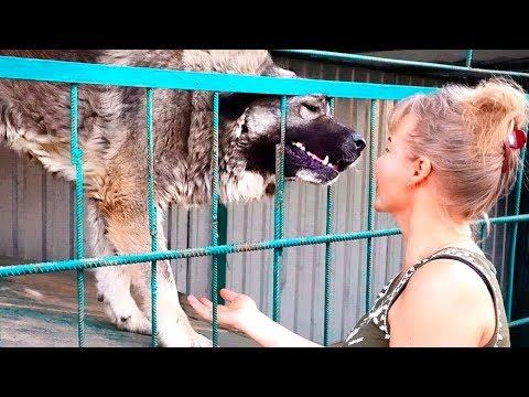 Не бойтесь Фортуны. Кавказская овчарка. Her Name Is Fortune. Caucasian Shepherd Dog.