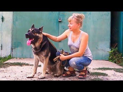 Огромный Рей. Восточно-Европейская овчарка. East European Shepherd