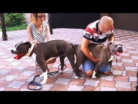 Собачье счастье. Стаффордширские терьеры. A Dog's Happiness. Staffordshire Terriers.