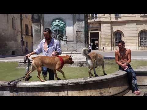 Жаркий Прованс. Собаки и люди в городе Арль. Hot Provence. Dogs And People In The City Of Arles.