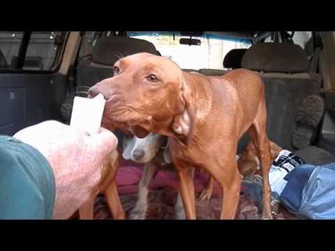 КАК НАДО ИСКАТЬ ДЕНЬГИ! Выжла.Vizsla Looking For Lost Money. Odessa.