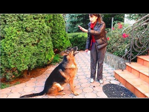 Красавчик Норд. Кобель Немецкой овчарки 5 лет. Male German Shepherd 5 Years.