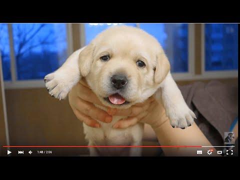 РОЗОЧКА.Rosochka.Щенку ЛАБРАДОРА 20 дней.Labrador Puppies 20 Days.Odessa.