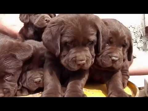 ШОКОЛАДНЫЙ БУКЕТ.Chocolate Labrador Puppy.Шоколадный лабрадора 1.5 мес. Odessa.