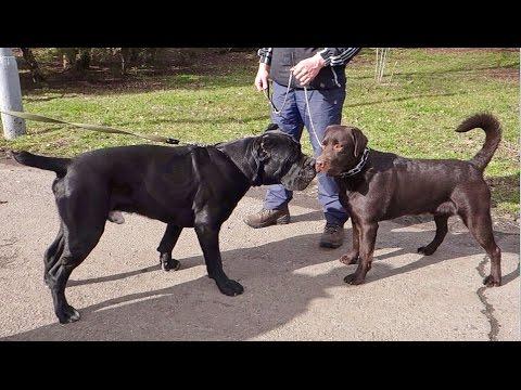 ПРИВЕТ! Знакомство Кане-корсо и Лабрадора.First Meeting.Cane Corso And Labrador. Odessa.