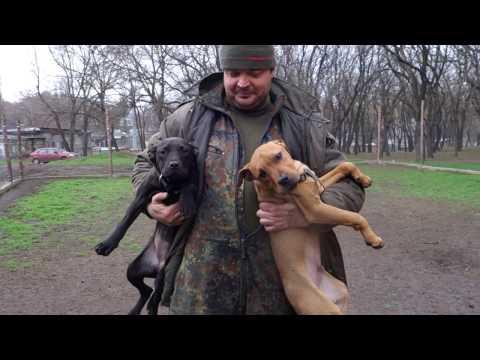 Питбультерьер. Щенки 4 мес. Puppies 4 Months. Pitbull Terrier.