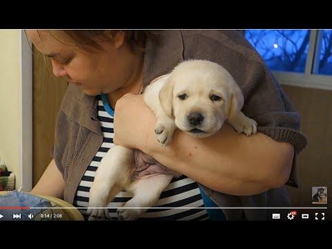 БЕЛЛА.Щенок ЛАБРАДОРА 20 дней.BELLA.Labrador Puppy 20 Days.Odessa.