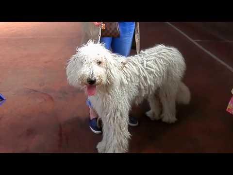 ТАЙНА ДРЭДОВ У КОМОНДОРА ! Like Getting Dreadlocks Have Komondor. Odessa.