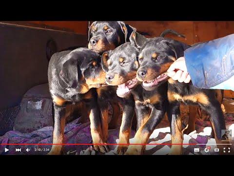 ОПАСНАЯ СОБАКА РОТВЕЙЛЕР! A Dangerous Dog Is A Rottweiler! Odessa.