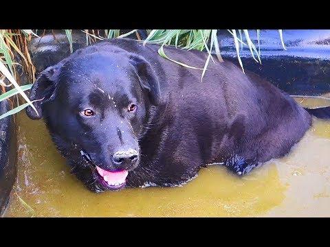 Что они делают в жару? Лабрадоры. How Do They Tolerate The Heat? Labradors.