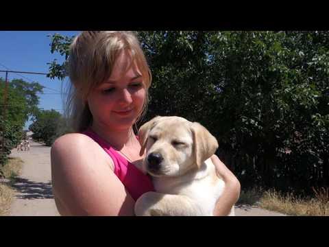 Милашка Джесси. Щенок лабрадора. Cutie Jessie. Labrador Puppy.