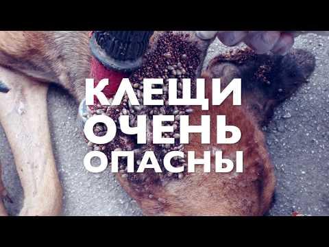 Клещи у собак и как вытащить клеща | Чихуахуа Софи