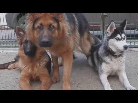 КТО УМНЕЕ 2.Which Dog Is Smarter? ХАСКИ И НЕМЕЦКИЕ ОВЧАРКИ.Training Odessa.