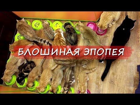 БЛОШИНАЯ ЭПОПЕЯ! Блоха в питомнике кошек навела ФУРОР!