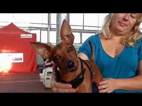 Цвергпинчер  БЕНЯ на ВЫСТАВКЕ СОБАК.Miniature Pinscher.Odessa.