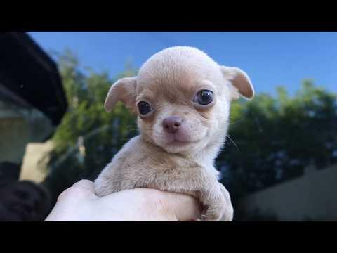 Очень смешной щенок Чихуахуа. Very Funny Puppy Chihuahua.