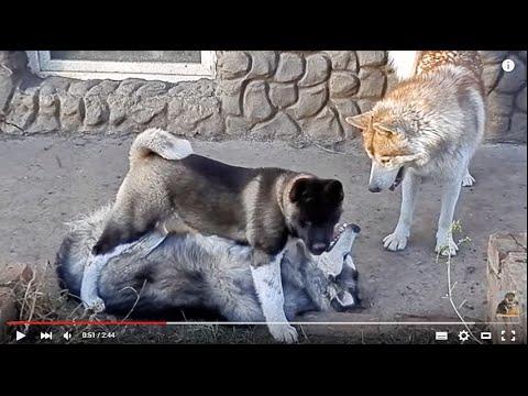 КТО СИЛЬНЕЕ?Who Is Stronger?АКИТА или МАЛАМУТ?Akita Or Malamute?Odessa.