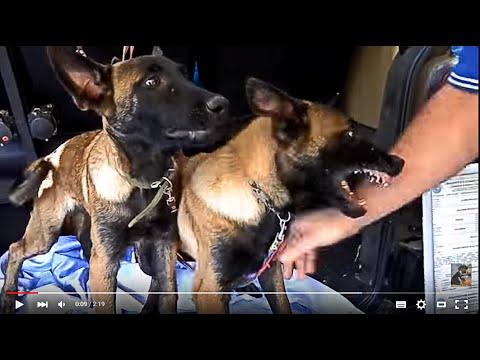 ЗЛЫЕ ЩЕНКИ МАЛИНУА. PUPPIES Piranha .Belgian Shepherd .