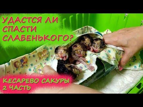 КЕСАРЕВО кошки Сакуры (2 часть): удастся ли нам СПАСТИ СЛАБЕНЬКОГО?