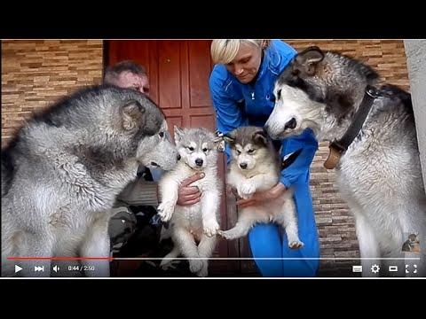 Delight.Alaskan Malamute.МАЛАМУТЫ И ИХ ЩЕНКИ. Odessa.