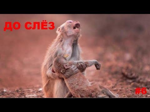 ВИДЕО ДО СЛЁЗ 6 #СПАСЕНИЕЖИВОТНЫХ