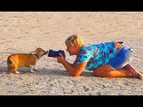 Мило. Щенки Вельш Корги фотографируются. Milot. Puppies Welsh Corgi Photographed.