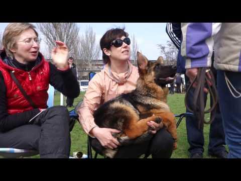 Щенок Жизель на Выставке собак. Немецкая овчарка. Puppy Giselle At The Dog Show. German Shepherd.