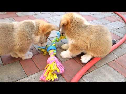 Щенки вельш корги пемброк. Ласси и щенки. Puppies Of Welsh Corgi Pembroke.