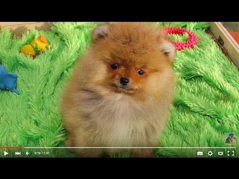 Караульная МИЛАХА - ПОМЕРАНСКИЙ ШПИЦ.Guard Dog - Pomeranian.Odessa.