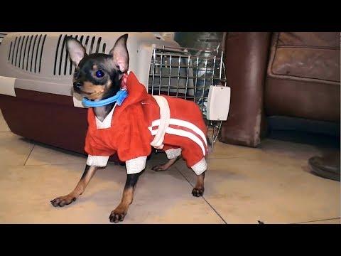 МОДНЫЙ Русский Той - терьер. Fashionable Russian Toy Terrier