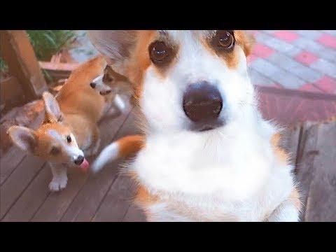 Корги Ласси и её милые щенки. Corgi Lassie And Her Cute Puppies.