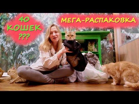 МЕГА РАСПАКОВКА Newchic + РУМ ТУР ПИТОМНИКА 40 КОШЕК / кошачий ПОМОГАТОР