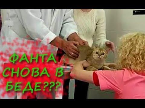 У кошки Фанты рвота. ФАНТА СНОВА В БЕДЕ???