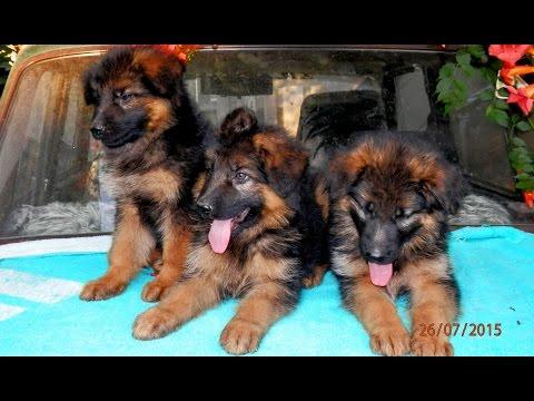 ЛОХМАЧИ. Щенки Немецкой овчарки.Long-haired German Shepherd.Odessa.