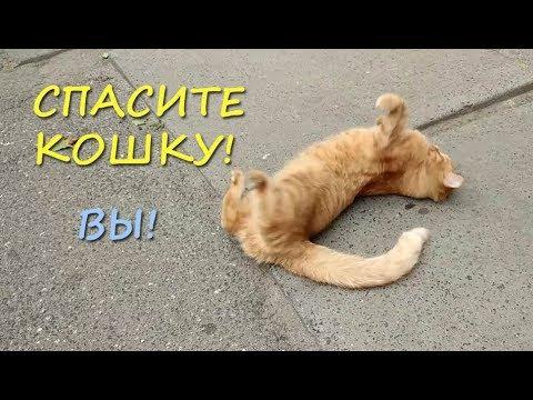 СПАСИТЕ КОШКУ! Ласковая рыжая кошка ОКАЗАЛАСЬ НА УЛИЦЕ! СКОРО МОРОЗ!