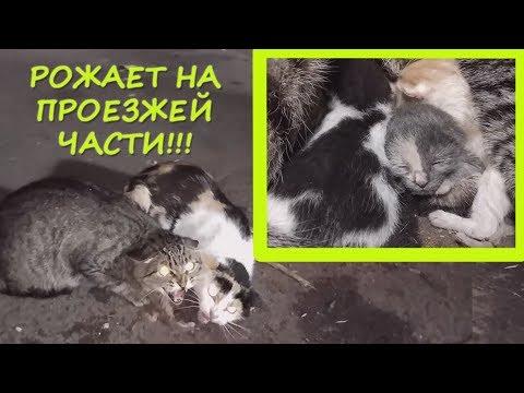 БЕШЕНАЯ УЛИЧНАЯ кошка РОЖАЕТ НА ПРОЕЗЖЕЙ ЧАСТИ! Пытаемся СПАСТИ КОТЯТ ОТ КОЛЕС автомобиля