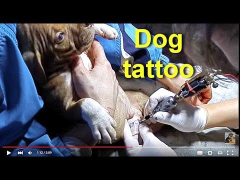 Dog Tattoo.ТАТУИРОВКА( клеймо) НА СОБАКАХ. Odessa.